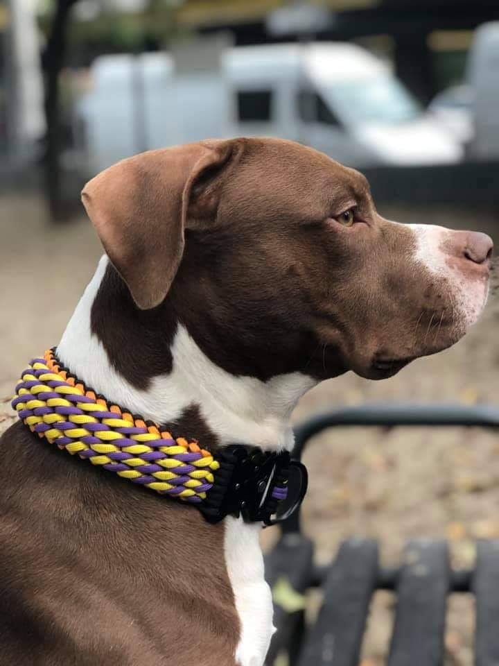 Candy Braid Dog collar